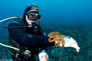 Paihia Dive