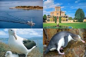 Otago Peninsula package from Dunedin incl. Larnach Castle - full day