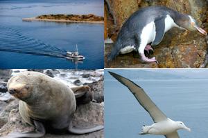 Peninsula Cruise/Bus from Dunedin incl. Penguin Place - half day