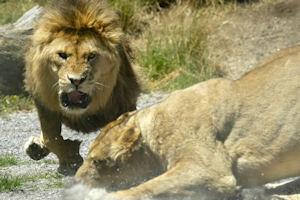 Paradise Valley Springs Wildlife Park