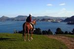 Hare Hill - Scenic Harbour Horse Trek