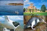 Otago Peninsula package from Dunedin incl. Larnach Castle - full day