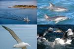 Wildlife Cruise from Wellers Rock - 1 hour